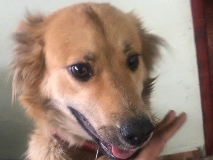 Cachorro ra a SRD-ViraLata idade 2 anos nome Lunna