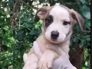 Cachorro raça SRD-ViraLata idade 2 a 6 meses nome Joca