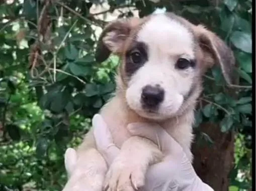 Cachorro ra a SRD-ViraLata idade 2 a 6 meses nome Joca