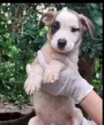 Pepê