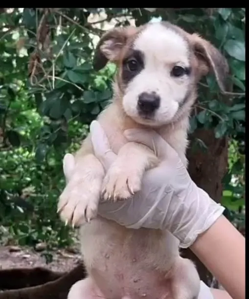 Cachorro ra a SRD-ViraLata idade 2 a 6 meses nome Pepê