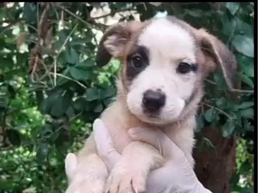Cachorro ra a SRD-ViraLata idade 2 a 6 meses nome Pepê