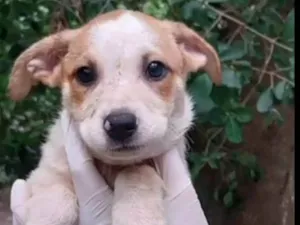 Cachorro raça SRD-ViraLata idade 2 a 6 meses nome Teca