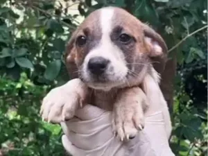 Cachorro raça SRD-ViraLata idade 2 a 6 meses nome Bebel