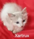 Xartrux