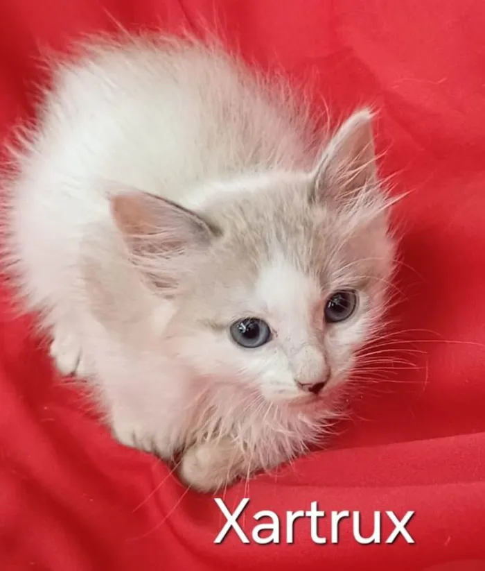 Cachorro ra a SRD-ViraLata idade Abaixo de 2 meses nome Xartrux