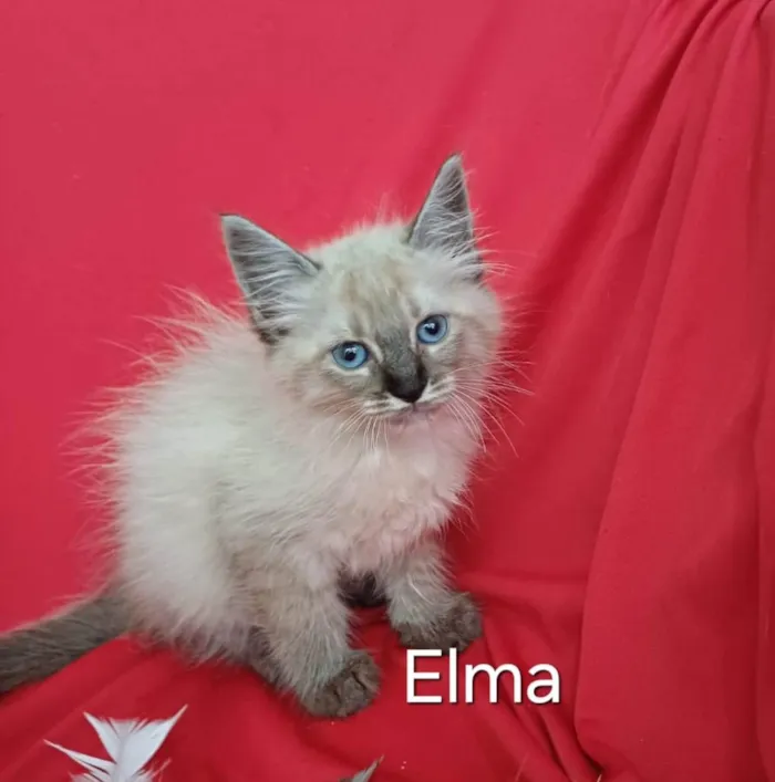 Gato ra a SRD-ViraLata idade Abaixo de 2 meses nome Elma