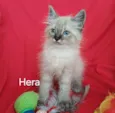 Hera