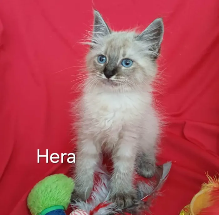 Gato ra a SRD-ViraLata idade Abaixo de 2 meses nome Hera