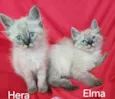 Hera