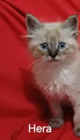Hera
