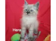 Hera