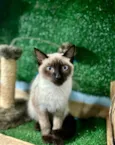 Plinio