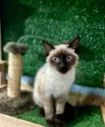 Plinio