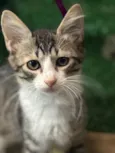 Elvis