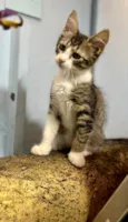 Elvis