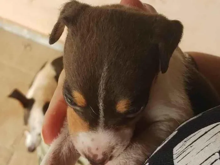 Cachorro ra a Paulistinha  idade Abaixo de 2 meses nome Filhotes