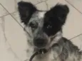 Tapioca