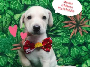 Cachorro raça SRD-ViraLata idade 2 a 6 meses nome bob