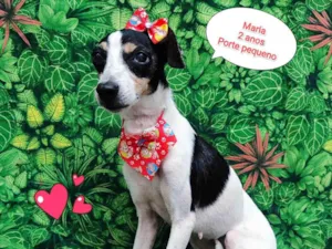 Cachorro raça SRD-ViraLata idade 2 anos nome maria