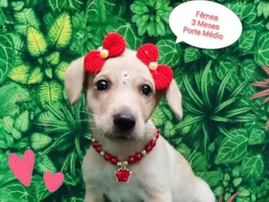Cachorro raça SRD-ViraLata idade 2 a 6 meses nome mirela