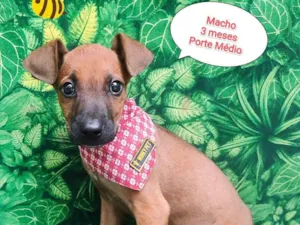 Cachorro raça SRD-ViraLata idade 2 a 6 meses nome beto