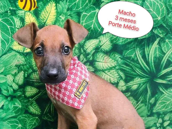 Cachorro ra a SRD-ViraLata idade 2 a 6 meses nome beto