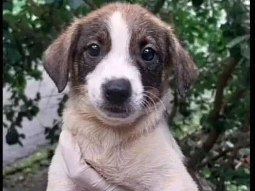 Cachorro ra a SRD-ViraLata idade 2 a 6 meses nome Malu