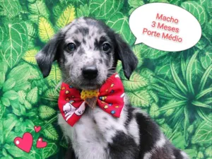 Cachorro raça SRD-ViraLata idade 2 a 6 meses nome buck