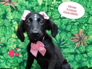 Cachorro raça SRD-ViraLata idade 2 a 6 meses nome pretinha