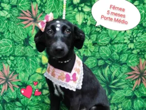 Cachorro raça SRD-ViraLata idade 2 a 6 meses nome bella pretinha