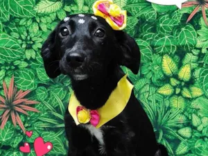 Cachorro raça SRD-ViraLata idade 2 a 6 meses nome olivia