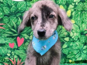 Cachorro raça SRD-ViraLata idade 2 a 6 meses nome magnum
