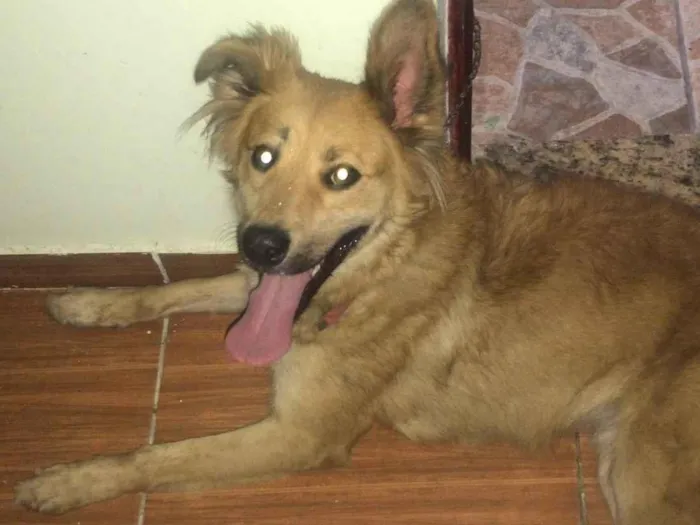 Cachorro ra a SRD-ViraLata idade 2 anos nome Lunna