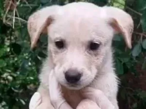 Cachorro raça SRD-ViraLata idade 2 a 6 meses nome Cacau