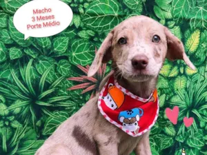Cachorro raça SRD-ViraLata idade  nome choquito