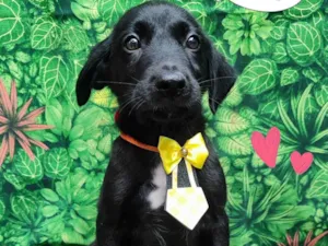 Cachorro raça SRD-ViraLata idade 2 a 6 meses nome bruce