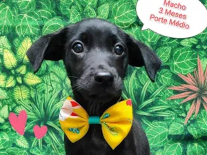 Cachorro raça SRD-ViraLata idade 2 a 6 meses nome mingau