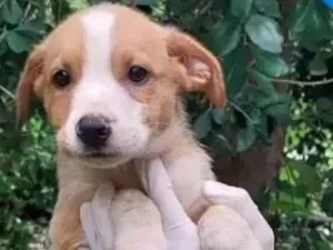 Cachorro raça SRD-ViraLata idade 2 a 6 meses nome Samuca