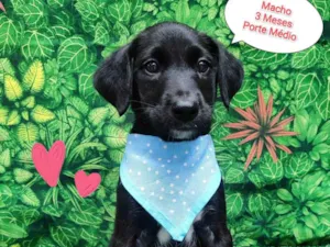 Cachorro raça SRD-ViraLata idade 2 a 6 meses nome mendoim