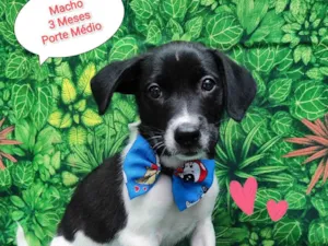 Cachorro raça SRD-ViraLata idade 2 a 6 meses nome floquinho