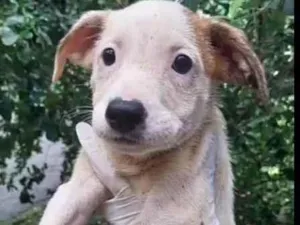 Cachorro raça SRD-ViraLata idade 2 a 6 meses nome Dorinha
