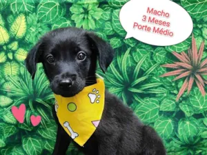 Cachorro raça SRD-ViraLata idade 2 a 6 meses nome capitao
