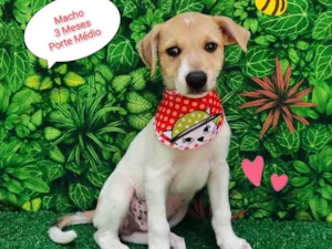Cachorro raça SRD-ViraLata idade  nome mike