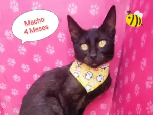 Gato raça SRD-ViraLata idade 2 a 6 meses nome peralta
