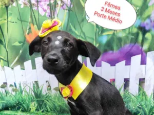 Cachorro raça SRD-ViraLata idade 2 a 6 meses nome lucy