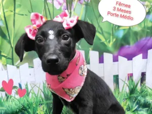 Cachorro raça SRD-ViraLata idade 2 a 6 meses nome candy
