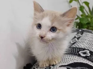 Cachorro raça SRD-ViraLata idade Abaixo de 2 meses nome Xartrux