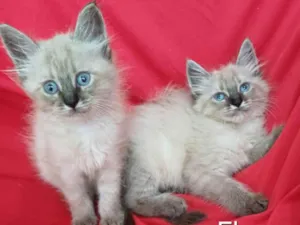 Gato raça SRD-ViraLata idade Abaixo de 2 meses nome Elma