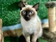 Plinio